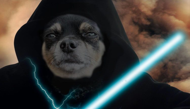 chichuaua vadar