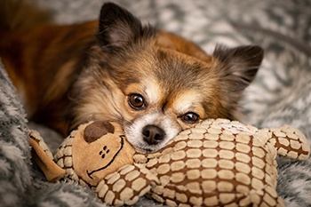 a chihuahua with its toy