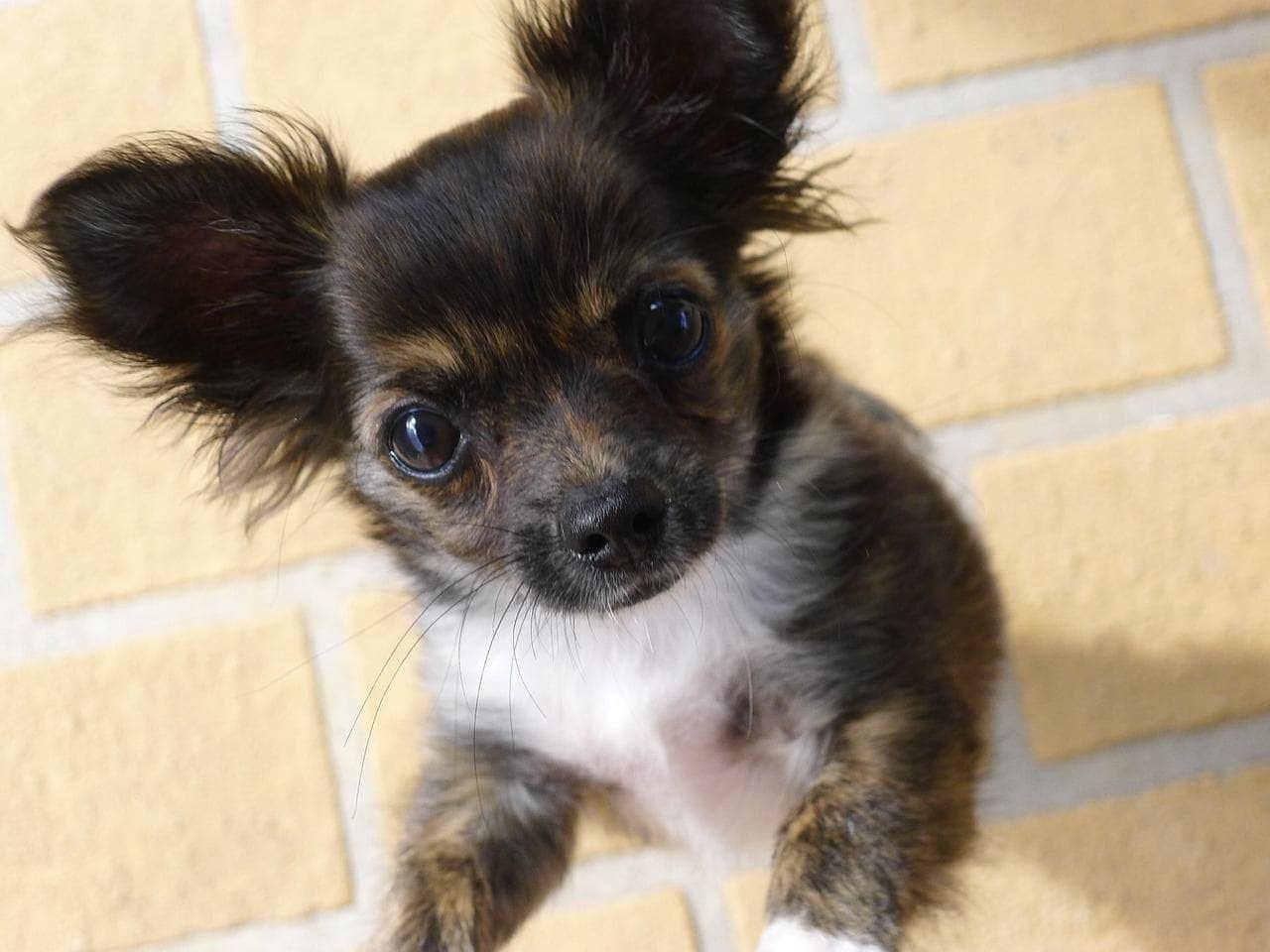 7 Different Types of Chihuahuas (With Pictures) | Hepper 7 Different Types Of Chihuahuas (With Pictures) | Hepper