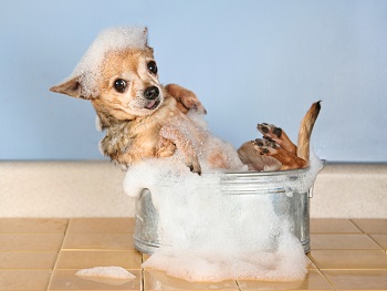chihuahua bath_Shutterstock_Annette Shaff