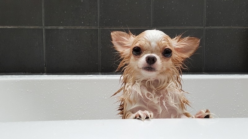 chihuahua bath_Shutterstock_Studio217