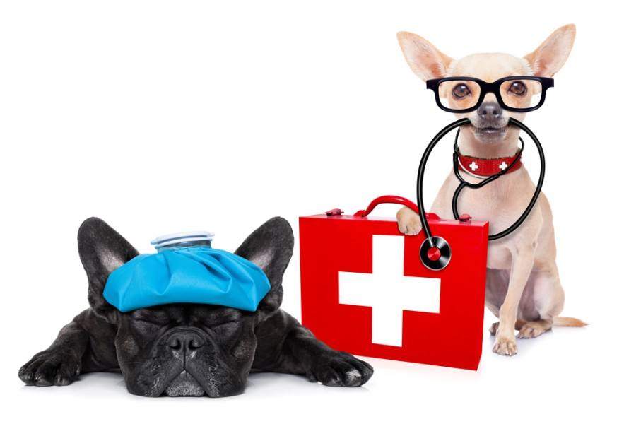chihuahua dog as a medical veterinary doctor_javier brosch_shutterstock