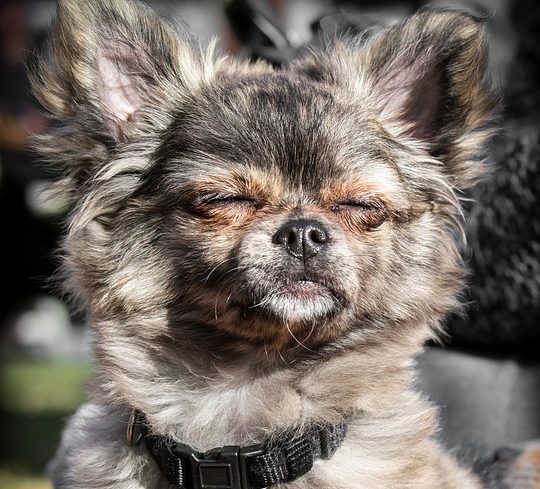 chihuahua enjoying sunlight