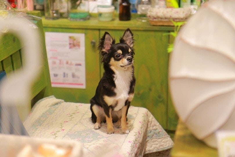 chihuahua in a vet clinic