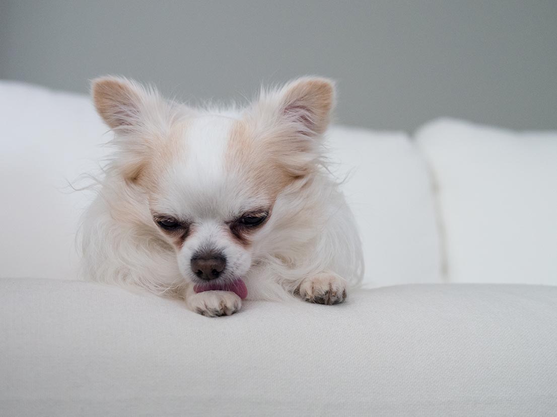 chihuahua licking