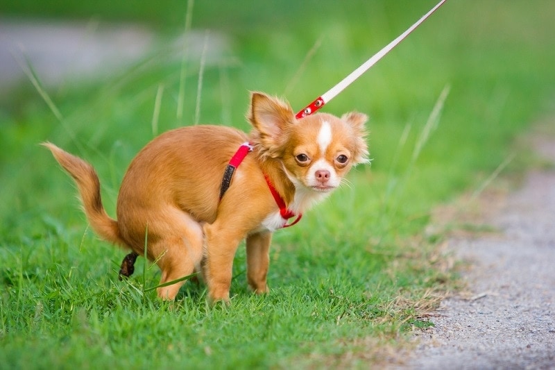 chihuahua pooping