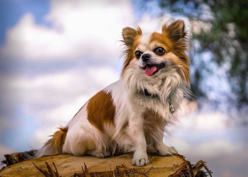 chihuahua sitting on a tree log outdoor