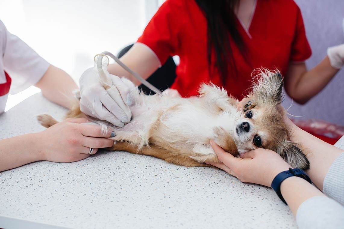 Ultrasound for sales dogs cost