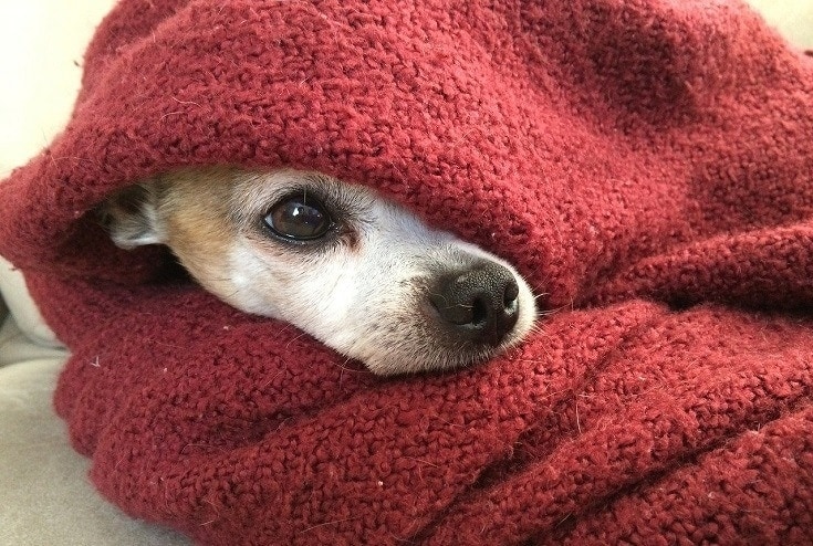 chihuahua with blanket
