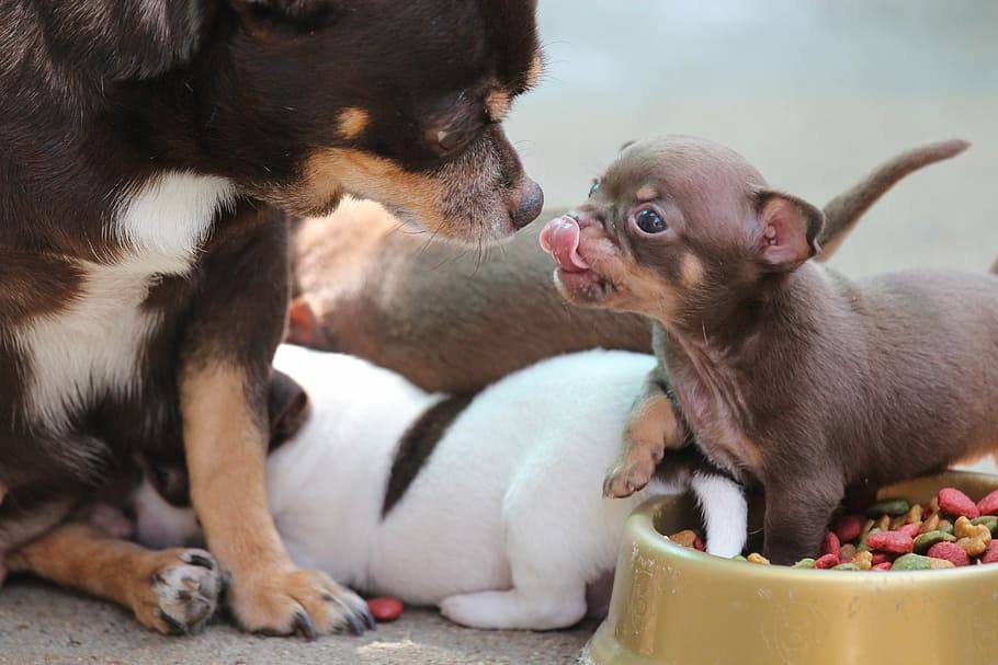 chihuahua with pups and dog food