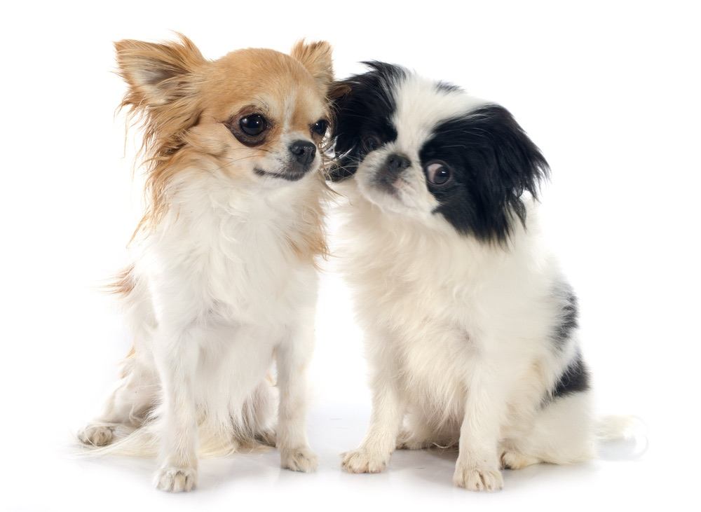 chin-wa japanese chin chihuahua