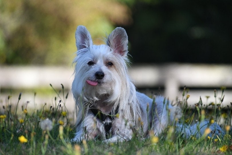 chinese crested dog lying on grass with tongue out
