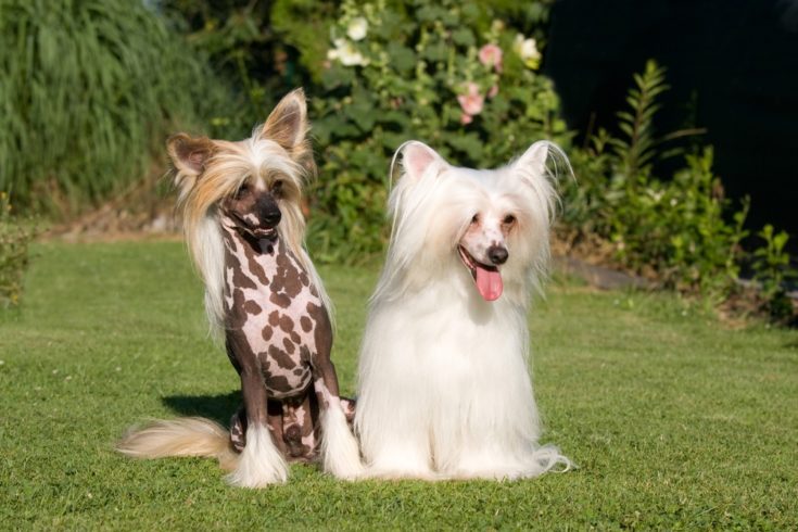 Chinese Crested - hairless and powderpuff