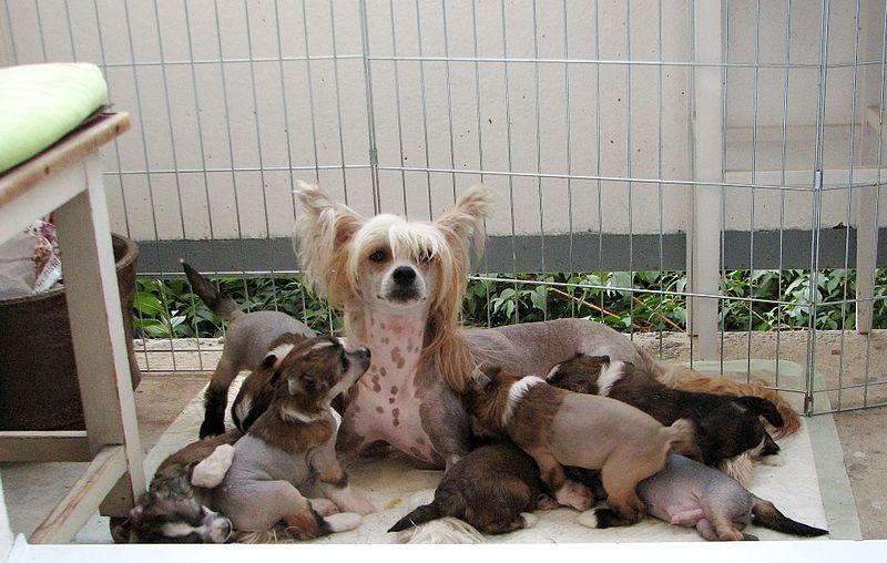chinese crested