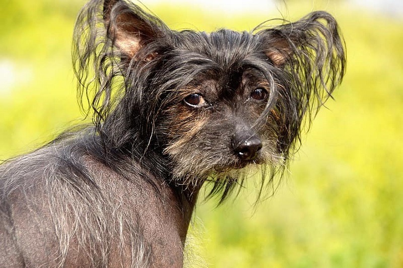 havanese chinese crested
