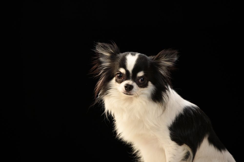 chinwa japanese chin chihuahua mix