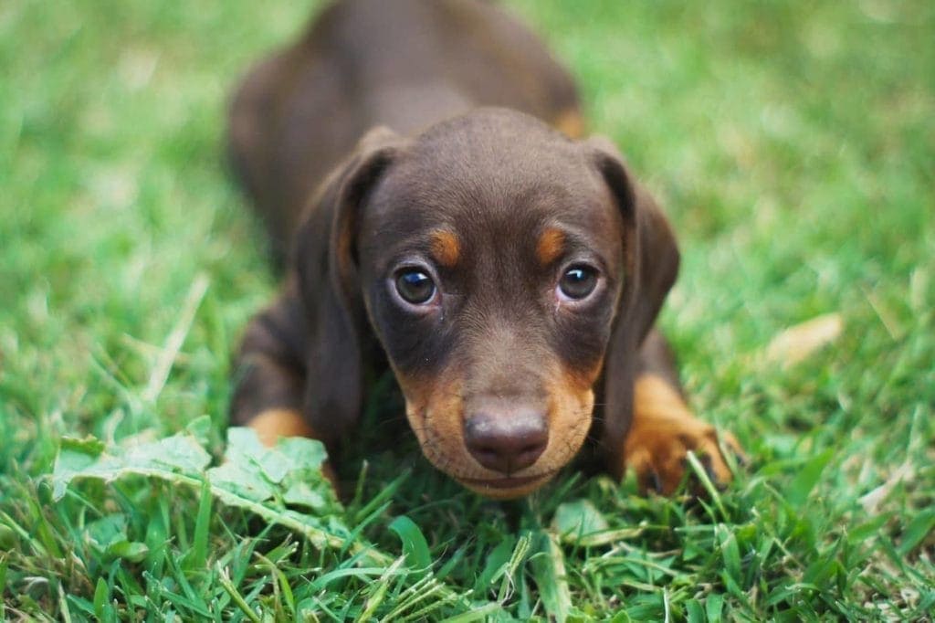 chocolate and tan dachshund