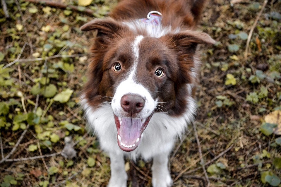 Border Collie Appearance: Coat, Colors & Ears - Showsight