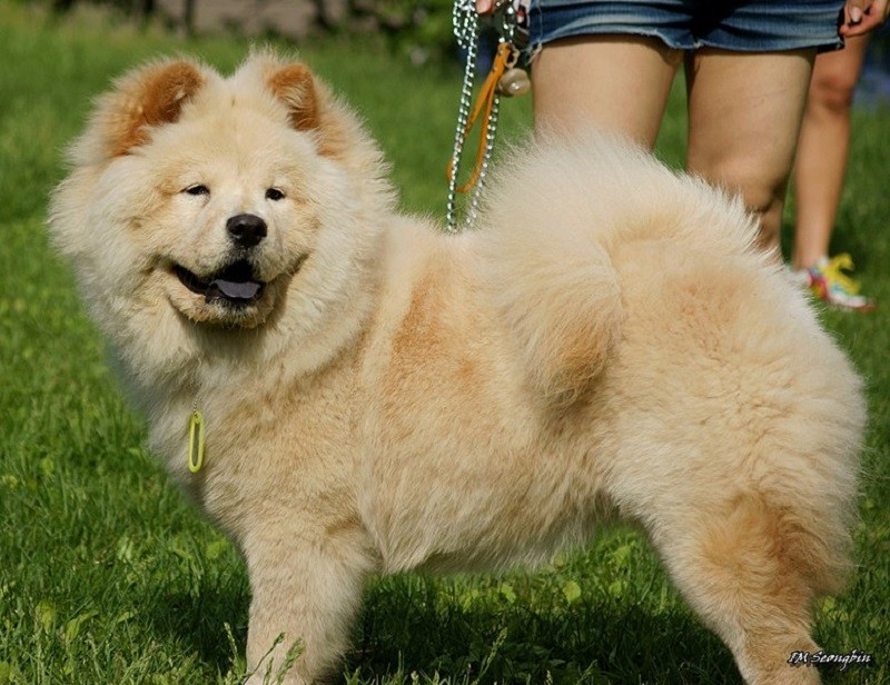 Chow chow on sale white price