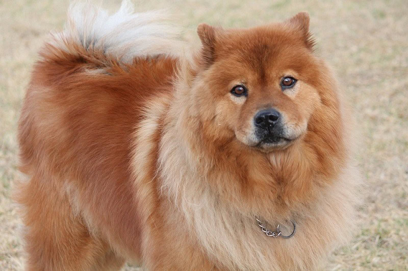 chow chow