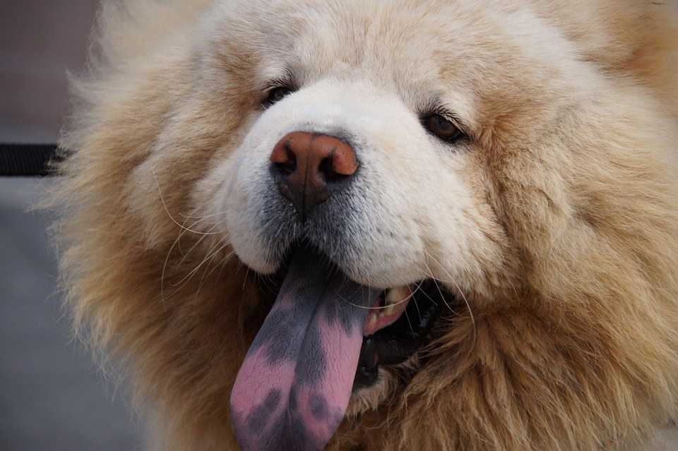 what dog breed has a black tongue