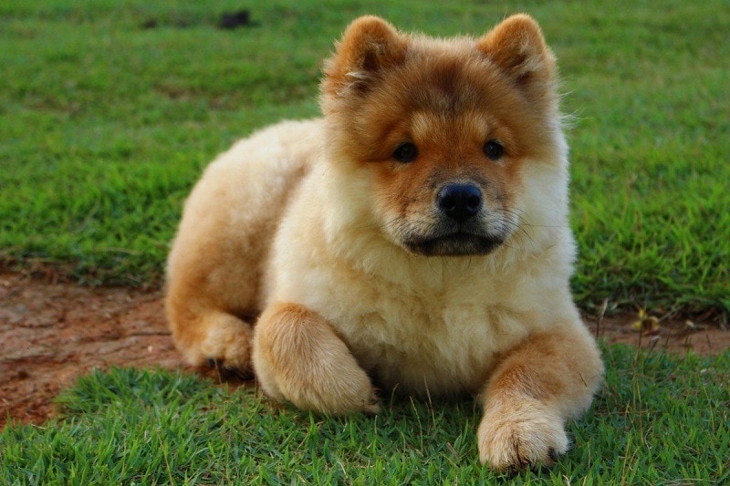 chowchow