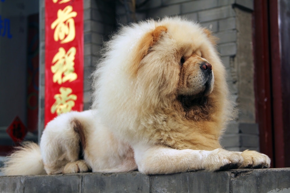chowchow in china