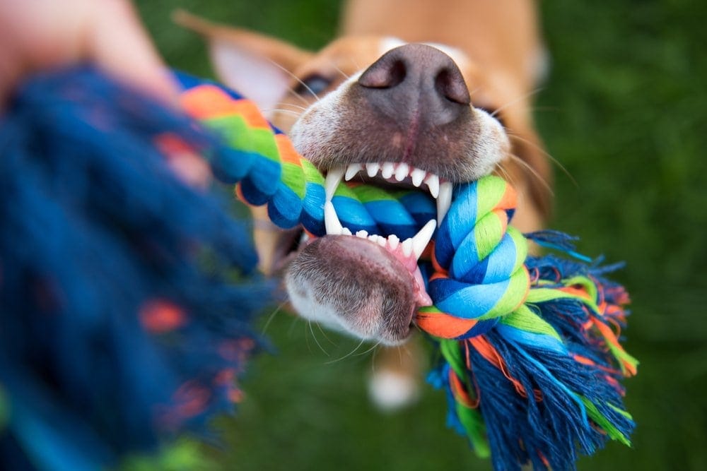 clean dog teeth with rope toy
