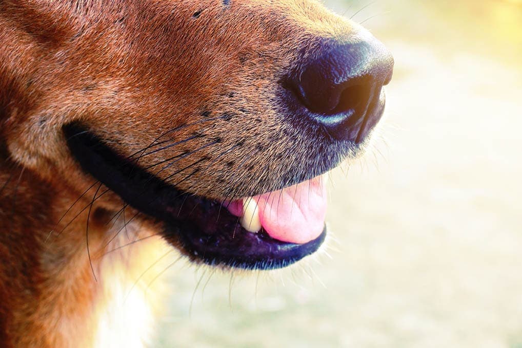 close up brown dog whiskers