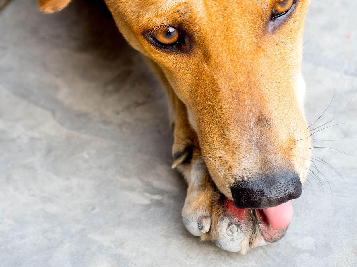 close up dog licking wound