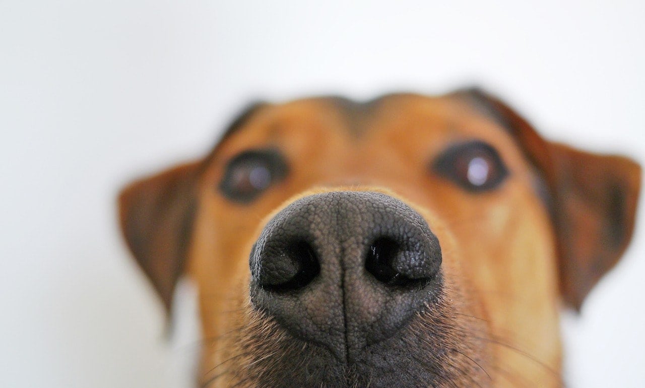 close up dog nose