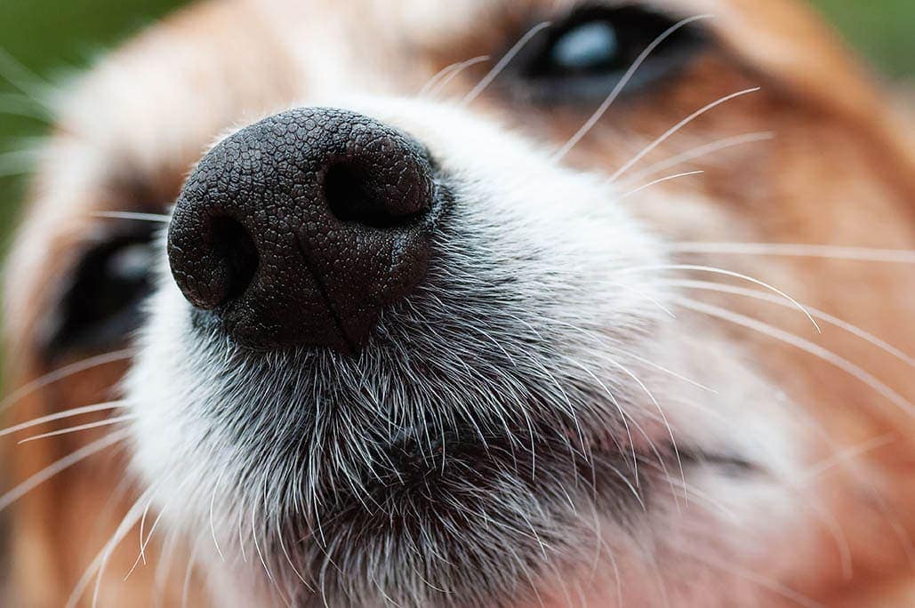 close up dog whiskers