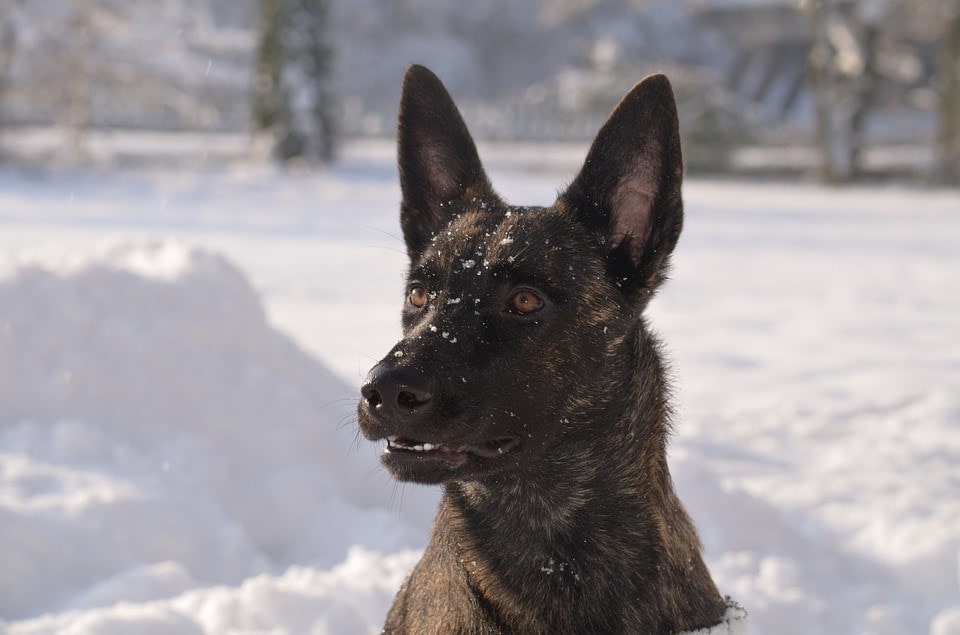 close up dutch shepherd