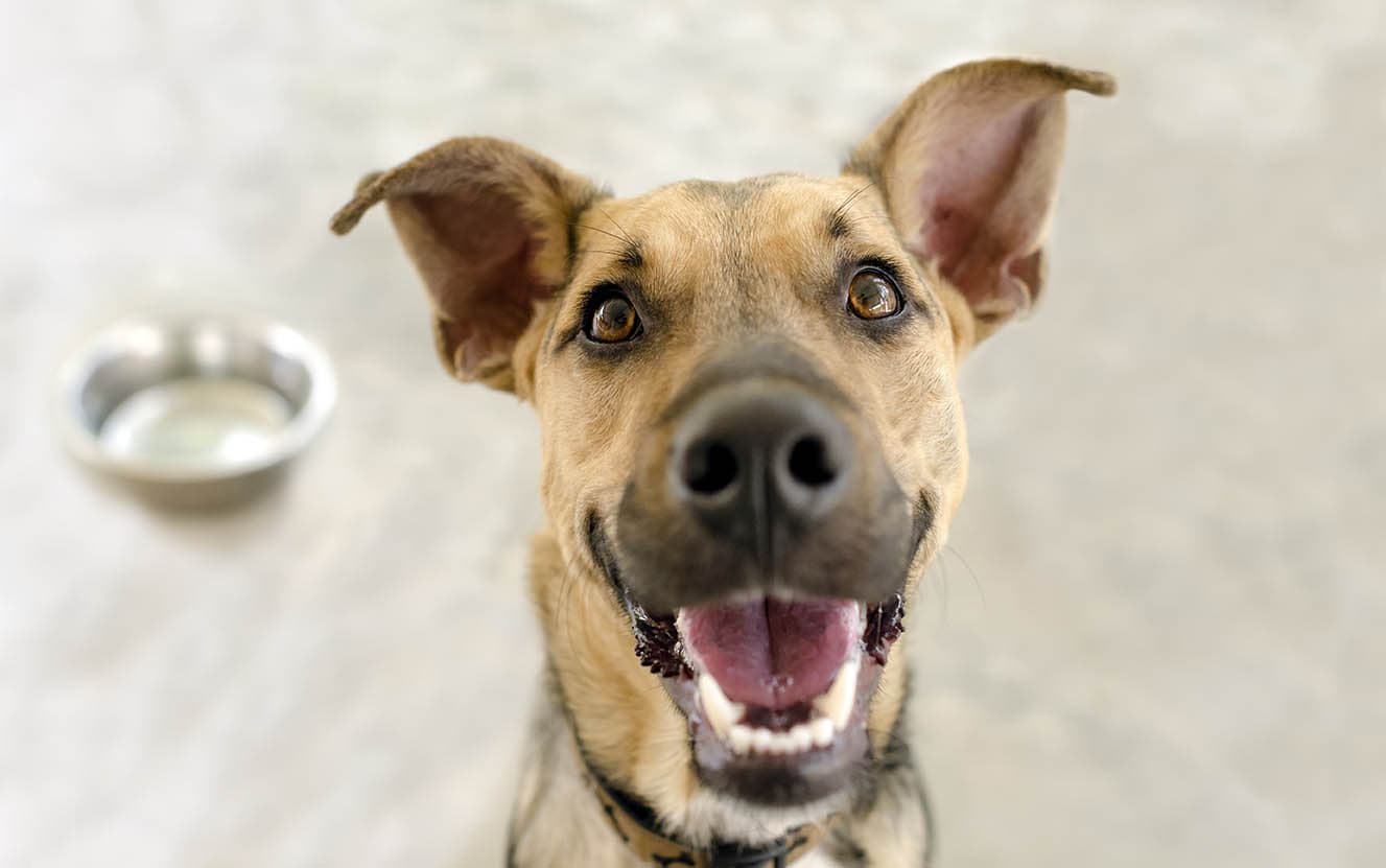 close up excited dog