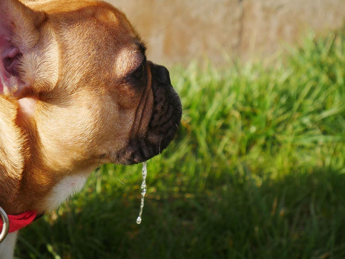 close up French bully drooling