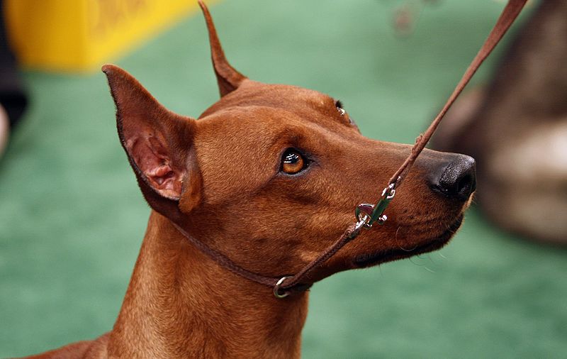 close up german pinscher