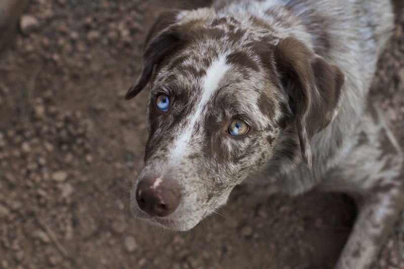 close up hound
