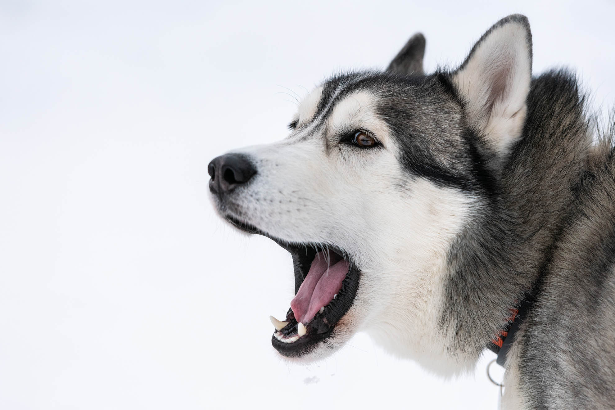 close up husky barking