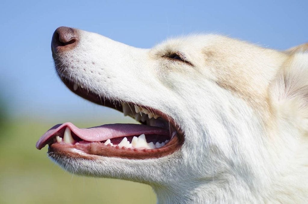 Dog’s Teeth Chattering 10 Vet Reviewed Reasons & What to Do Hepper