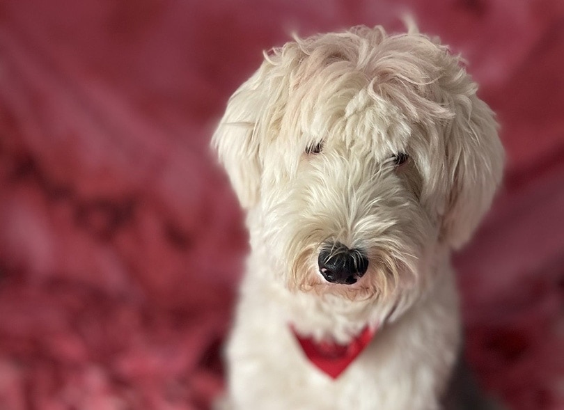 Shepadoodle Info: Pictures, Temperament & Traits | Hepper