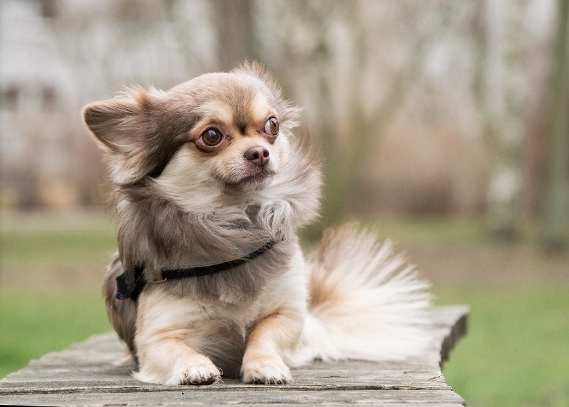 close up of chihuahua sitting outdoor