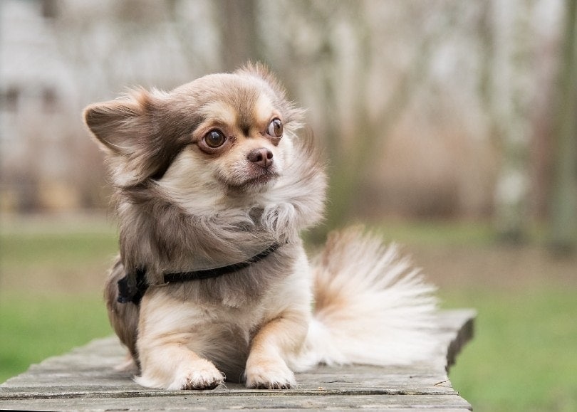 the most smallest dog in the world