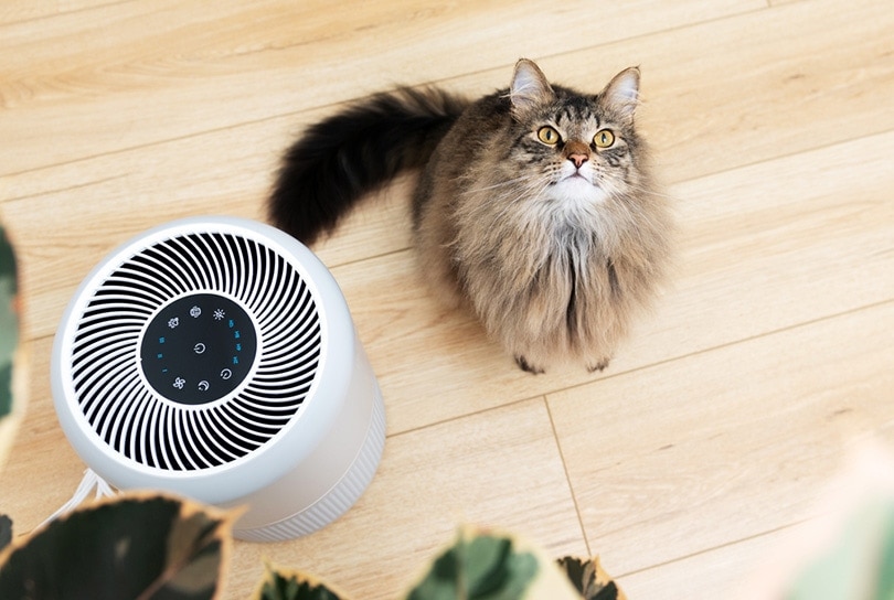 Will an Air Purifier Help with My Cat s Litter Smell What to Know