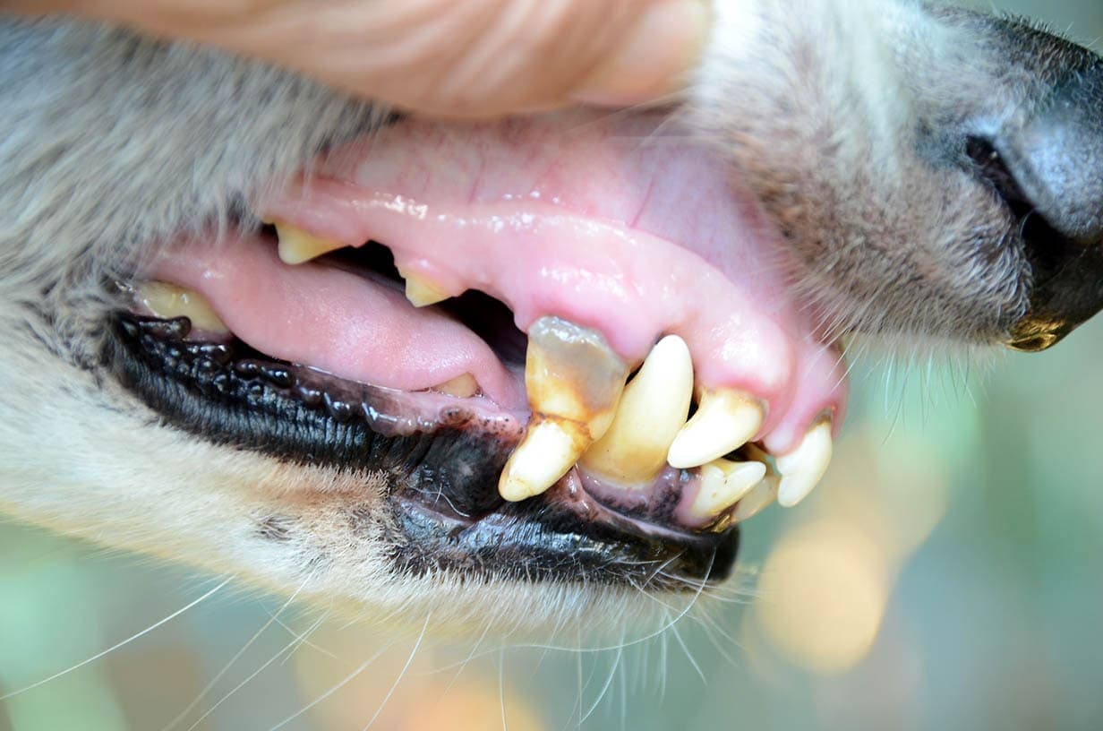 close up pale gums