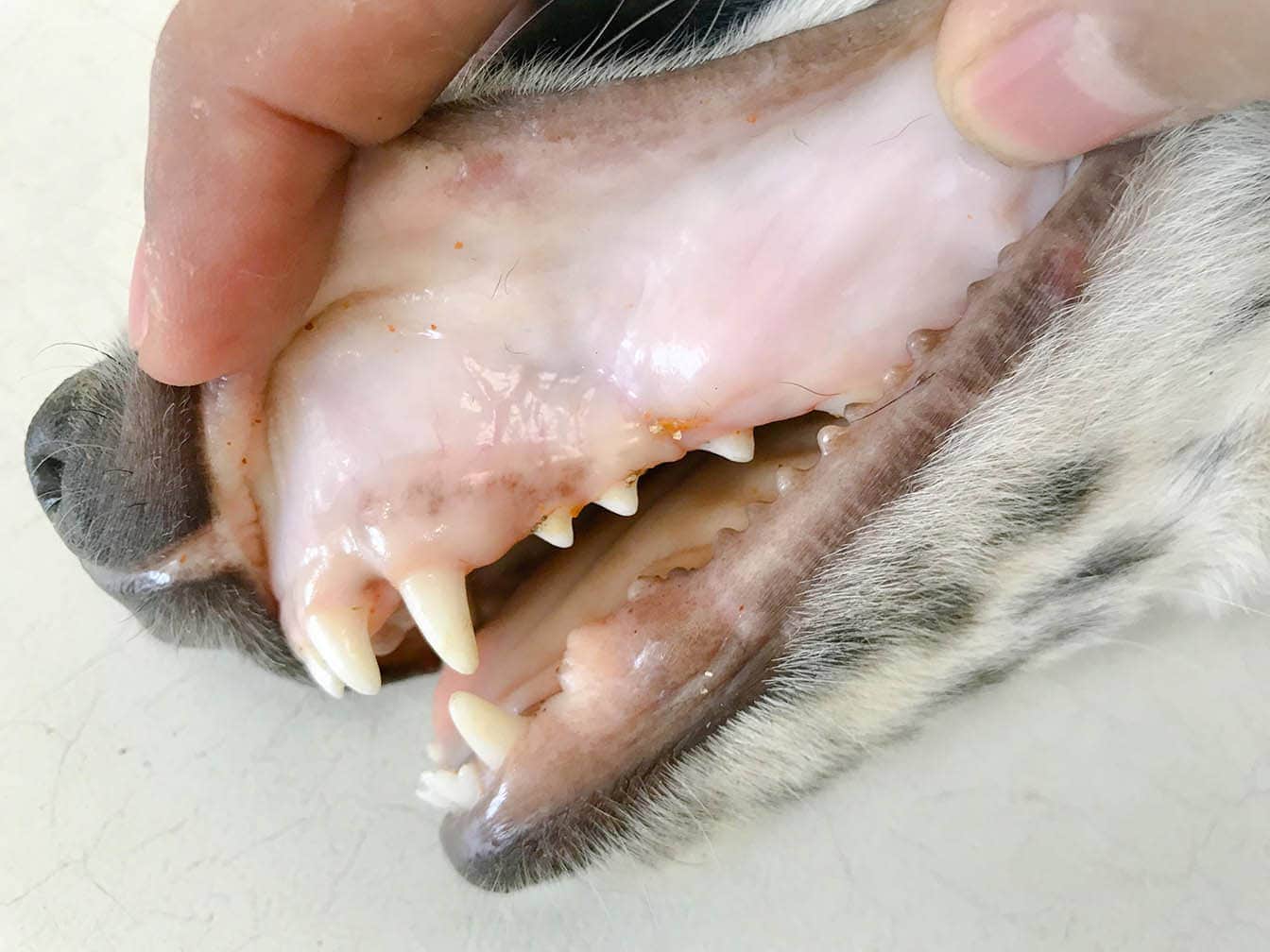 close up white dog gums