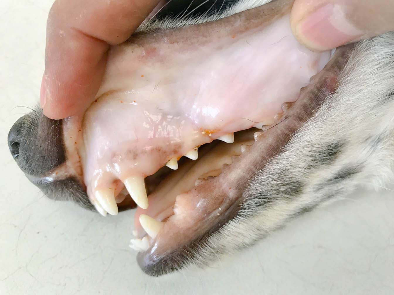 Hemolytic anemia in dogs treatment top