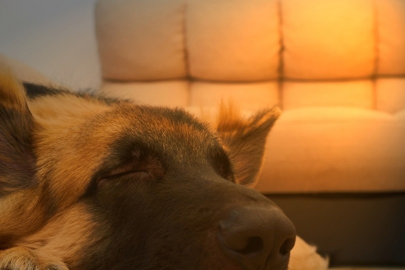 closed up king shepherd face_Vach cameraman_shutterstock
