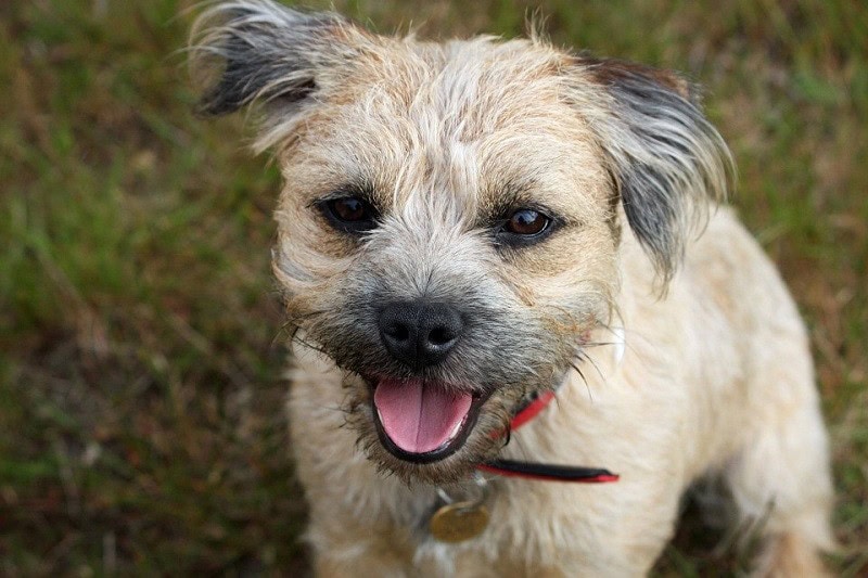 Wire Haired Dog Breeds