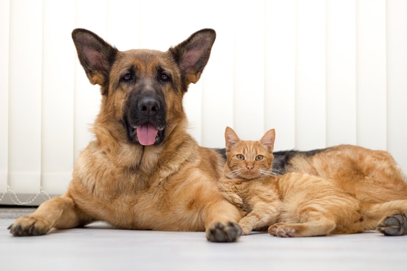 closeup of a tabby cat and german shepherd lying on the floor