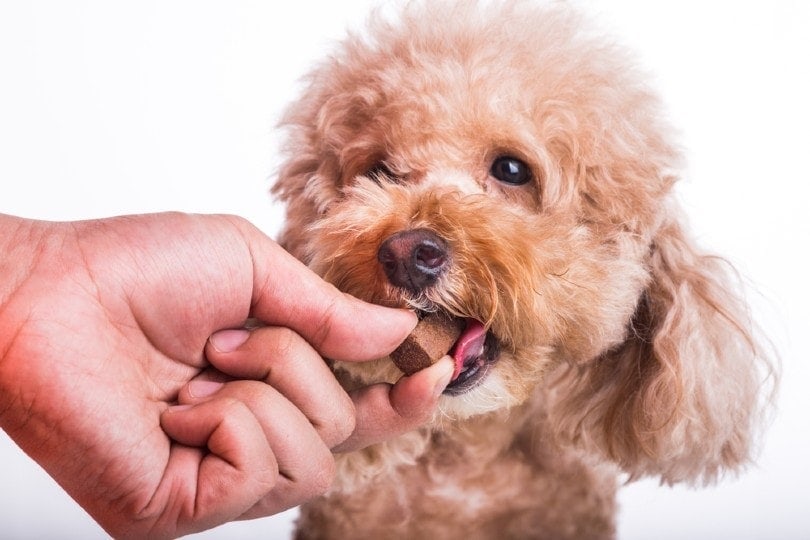 closeup on hand feeding pet dog with chewable